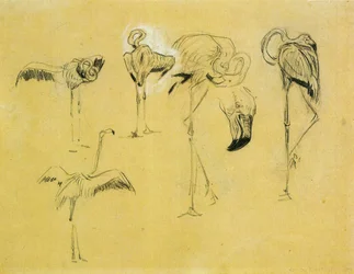 Flamingos
